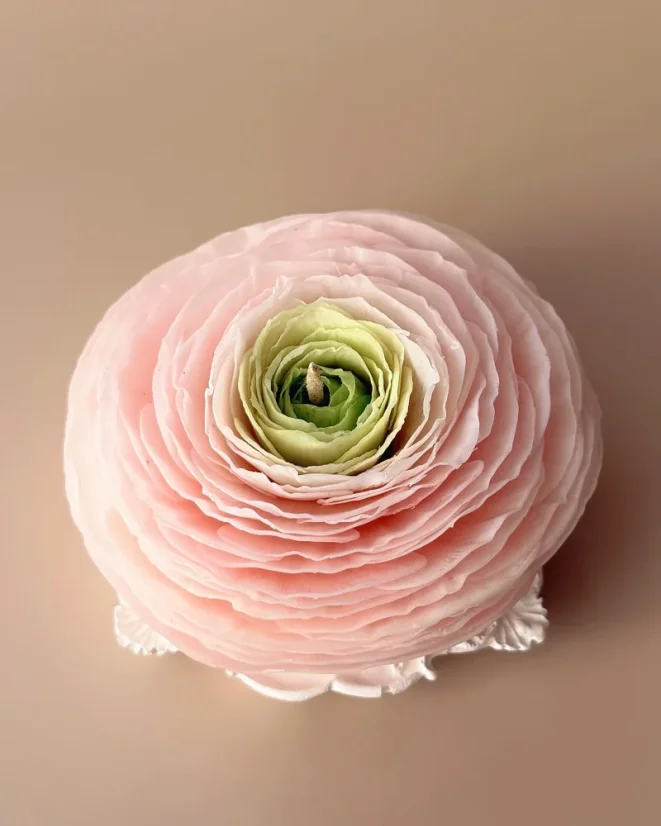 Ranunculus s tácem - Barva: Bílá, Vůně: Bohémská Růže, Barva tácu: Růžová