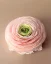 Ranunculus s tácem - Barva: Bílá, Vůně: Bohémská Růže, Barva tácu: Růžová