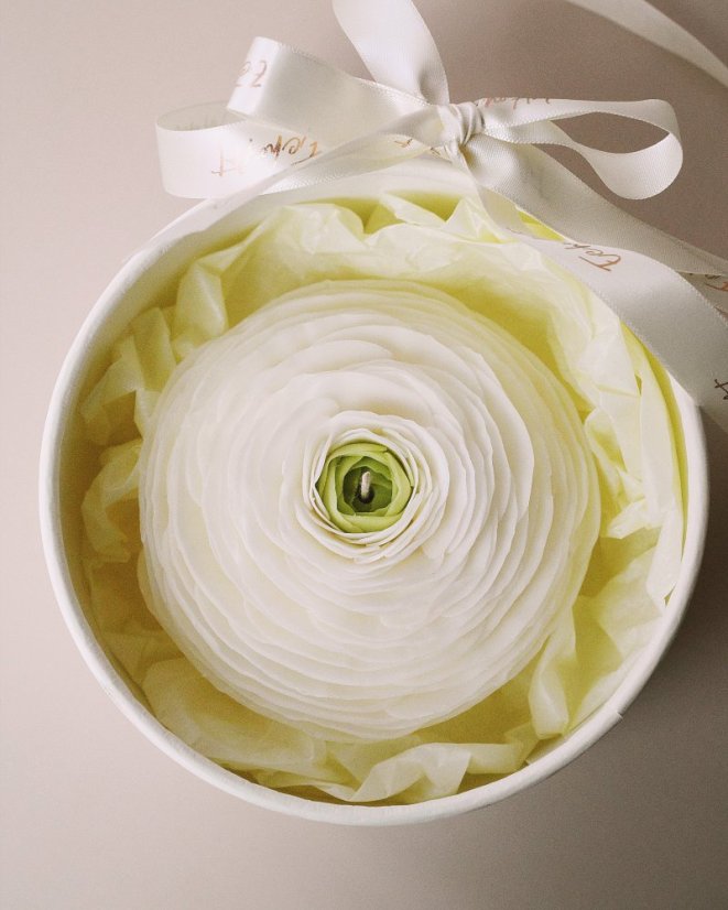 Ranunculus - Barva: Růžová