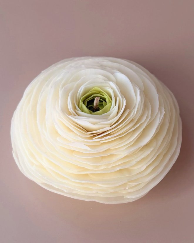 Ranunculus - Barva: Růžová