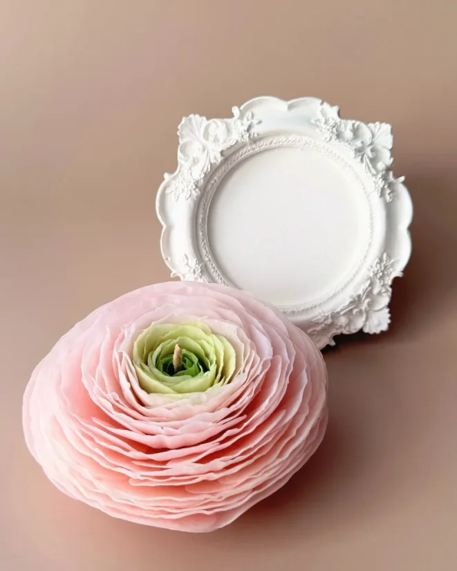Ranunculus s tácem - Barva: Bílá, Vůně: Bohémská Růže, Barva tácu: Růžová