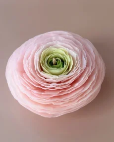 Ranunculus