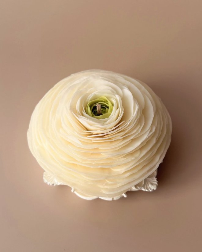 Ranunculus s tácem - Barva: Bílá, Vůně: Bohémská Růže, Barva tácu: Růžová