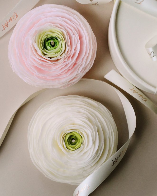 Ranunculus - Barva: Růžová