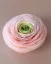 Ranunculus - Barva: Růžová