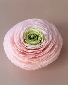 Ranunculus