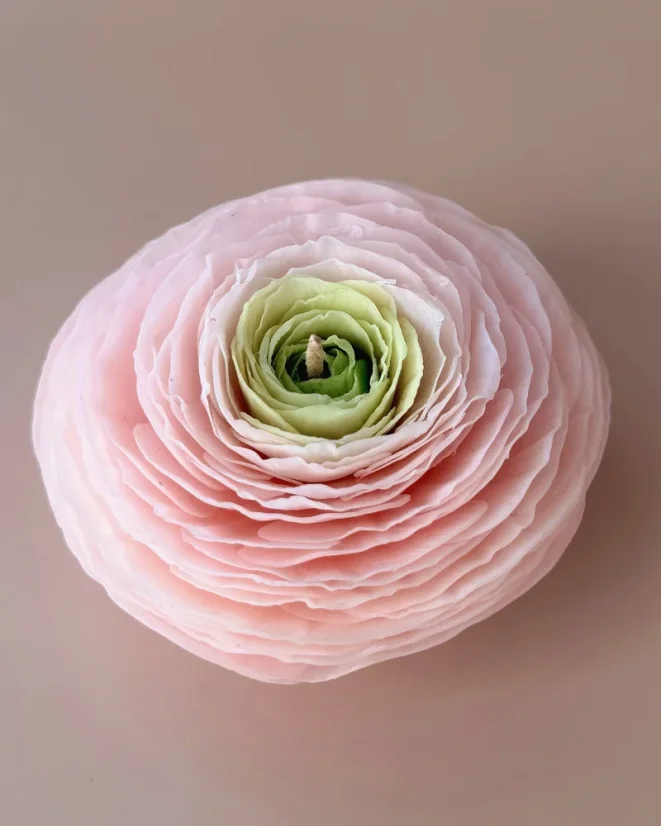 Ranunculus - Barva: Růžová